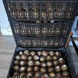 Pitayas