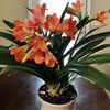 Clivia Plant