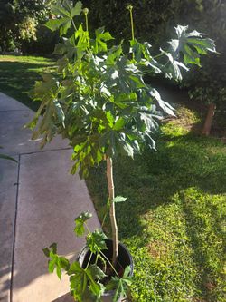 Chaya Plant Medesinal