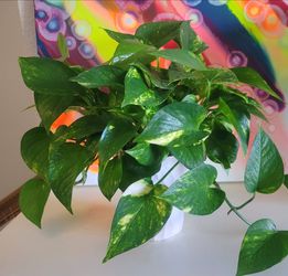 Large Golden Pothos Plant Growing In Water in a Ceramic Pot