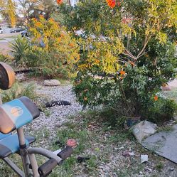 Plants ,trees and rocks