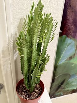 🌿Euphorbia Green Lucky 20”Tall PLANT🙏PLS READ DESCRIPTION🩷