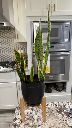 Snake plant 🪴