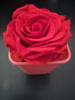 ROSAS NATURALES PRESERVADAS