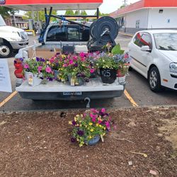 Flowers In Pots. 