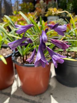 Agapanthus 'Ever Amethyst'
