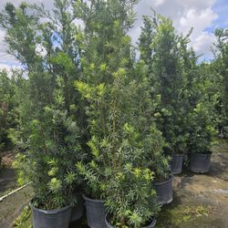 podocarpus over 7 to 8 feet tall Instant Privacy Hedge For Fence 