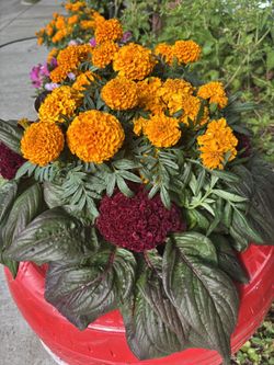 Cempasúchil Simpasuchil Flor De Muerto