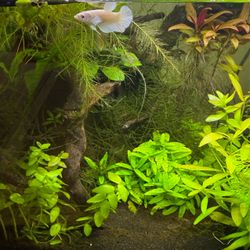Aquarium Fish Tank Plants