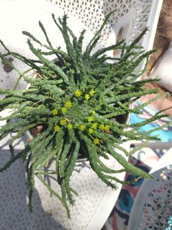 Beautiful Flowering Medusa