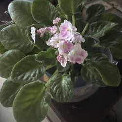 African Violet