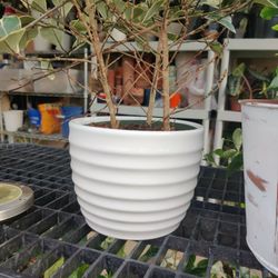 White Ceramic Pot For Plant