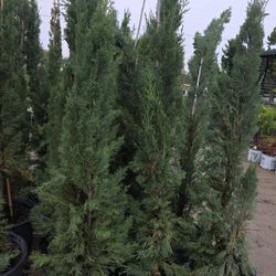 Italiano Cypress Pines 5gallon 6ft Tall 