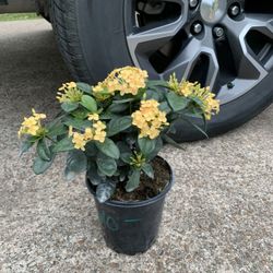 Yellow Ixora Plant 