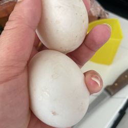 Duck eggs 