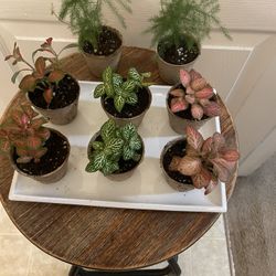 $8 Each | Little Green Gems | Terrarium Plants | Fittonia (Nerve Plant) | Asparagus Fern | $2 Off Each Plant With Local Pick Up