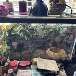 Lizard setup