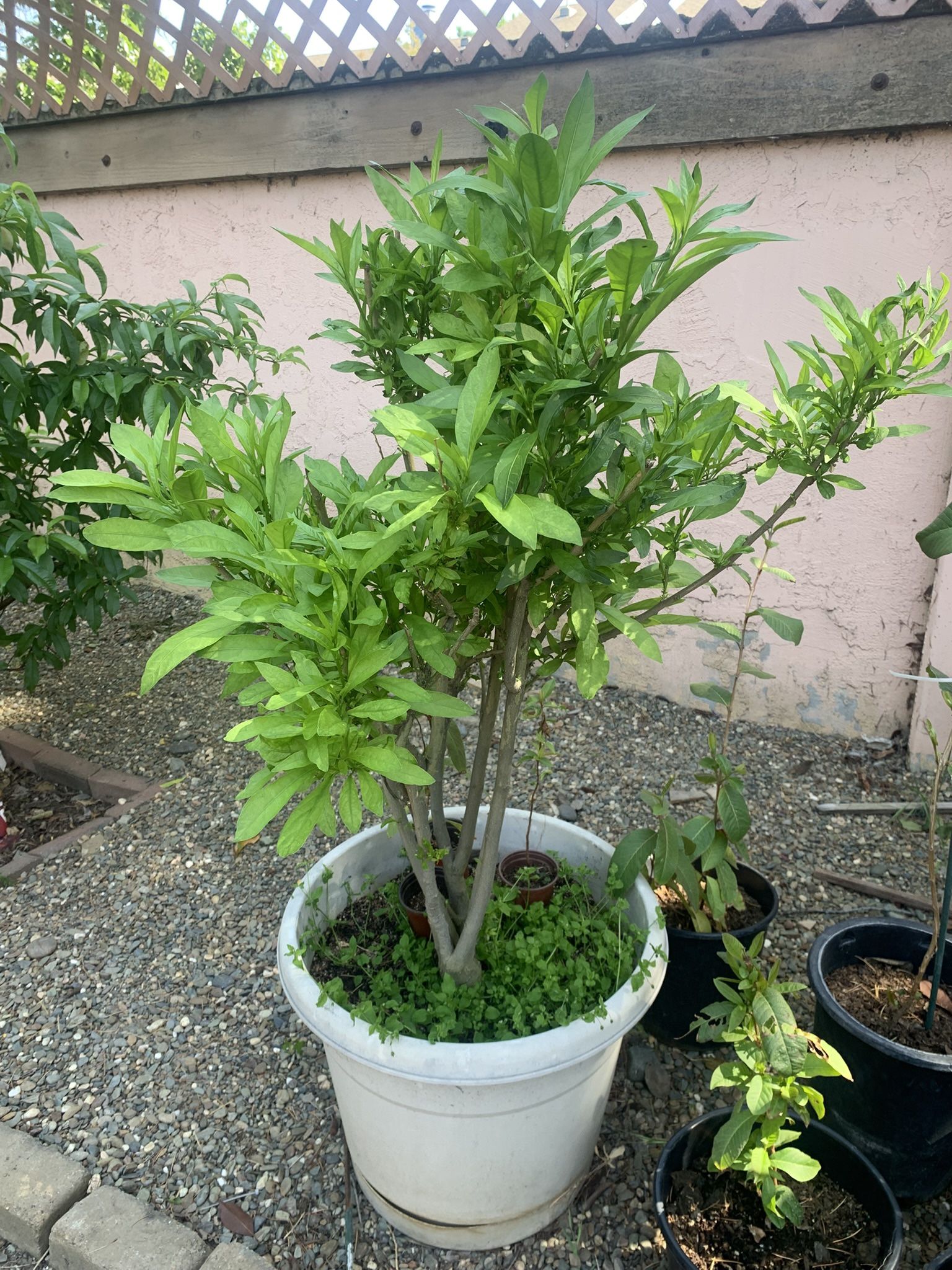 Night Blooming Jasmine (Night Queen) Flowers Plant