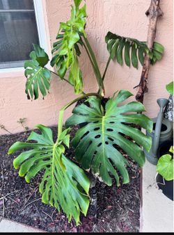 Large monstera delisiosa