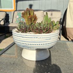 Potted Succulents 