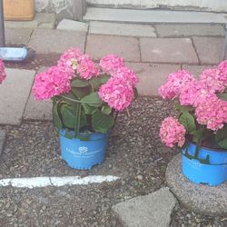 Endless Summer Hydrangeas (3)