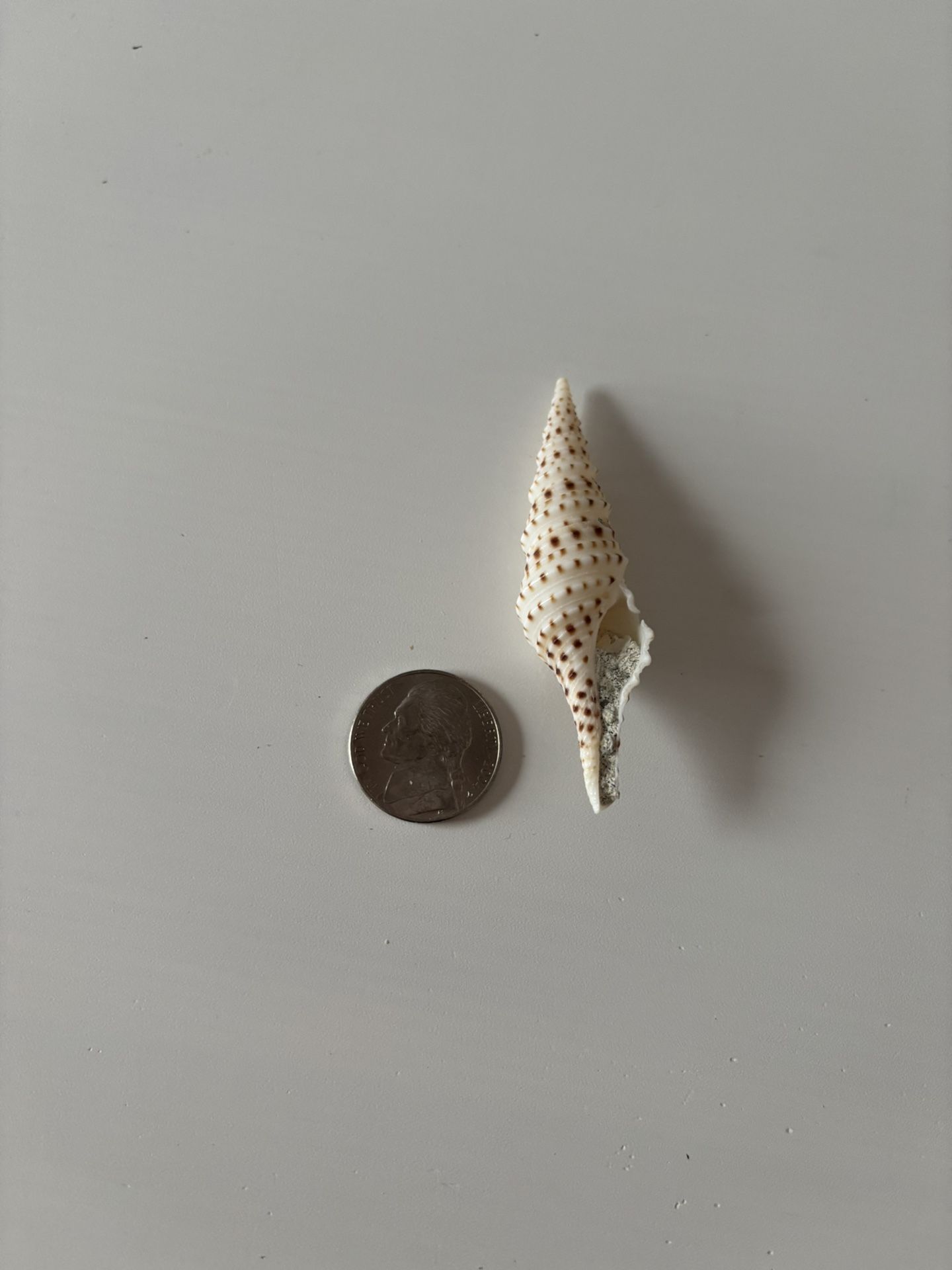 Turris Crispa fm. Grandis Seashell