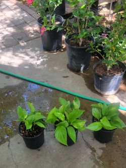 Pothos plants
