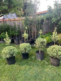 Topiary Boxwood plants