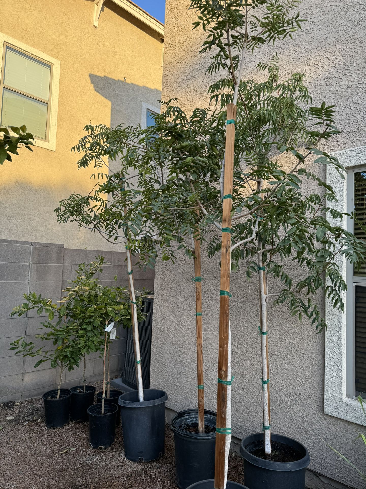 Árbol De Pistache