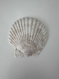 Pretty Flat Scallop Shell #11