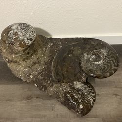 Huge Ammonite Fossil!