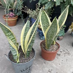Snake Plant