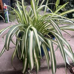 HERMOSAS PLANTAS NATURALES “SPIDER PLANT 