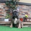 Junior 