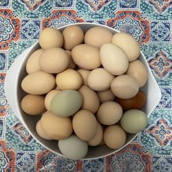 Range Chicken Eggs