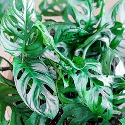 Rare Monstera Adansonii Wide Leaf Plant/ Swiss Cheese Monstera Plant/ House Plant/ Indoor Plant Flower Patio Garden 