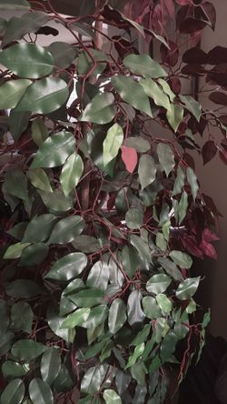 Huge Artificial Tree