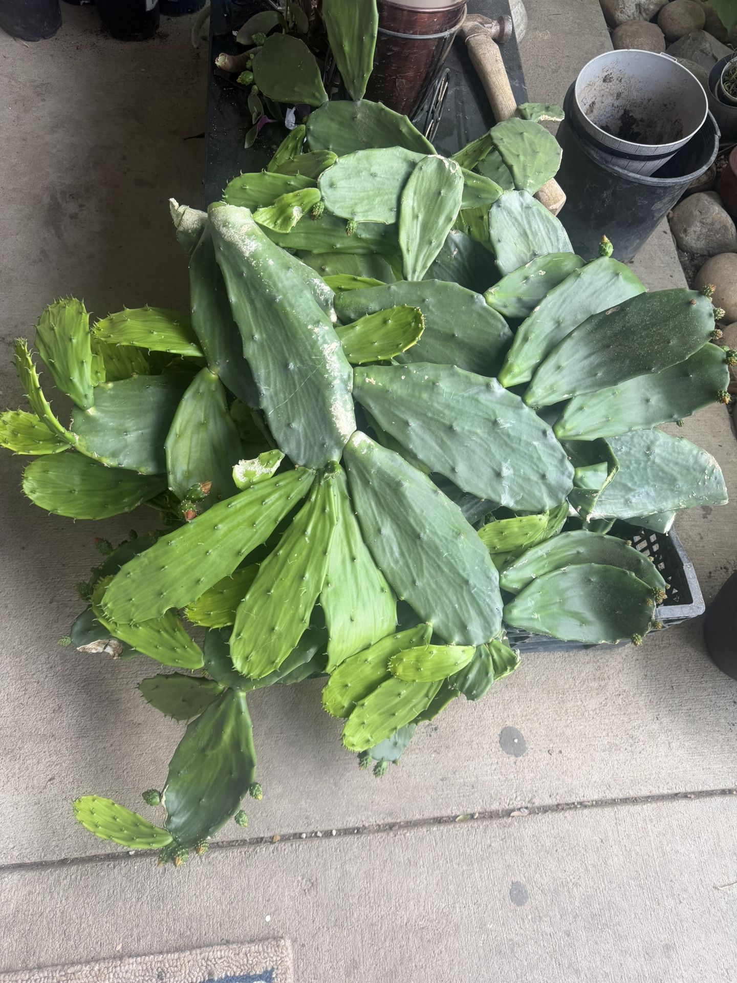 Caja Grande De Nopal