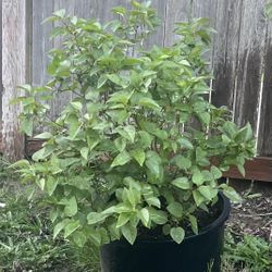 Nice Sized Bushy Lilac! 