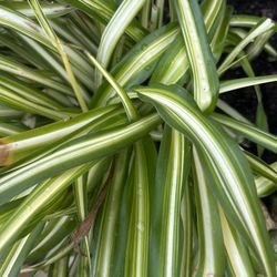 Big Spider Plant 