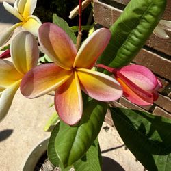 Beautiful NOID, Rainbow Color, Plumeria,, About 3 Feet Tall