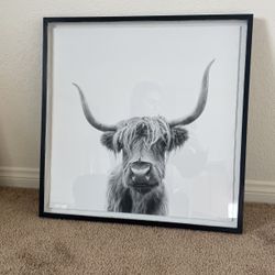 Bull Frame 