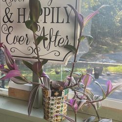 Beautiful Pink Tradescantia Plant 