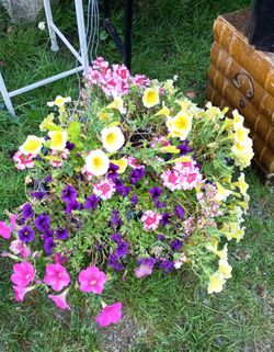 Clearance Alert!!! Plant Sale!!!