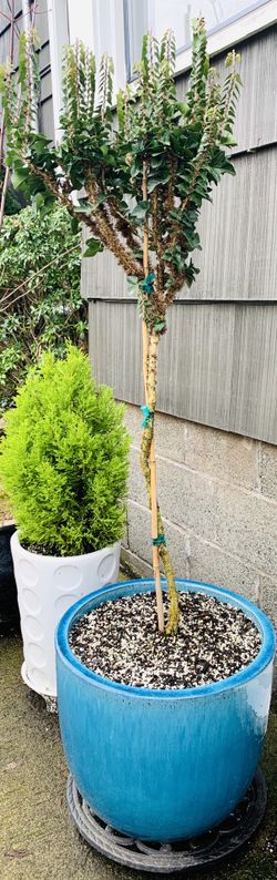 Live outdoor Cathedral Ivy (Hedera Helix Erecta) tree plant in a beautiful Le Beau ceramic planter pot—firm price