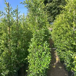 Ficus Privacy Hedge