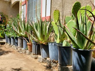 Nopal Cactus, agave, aloe vera