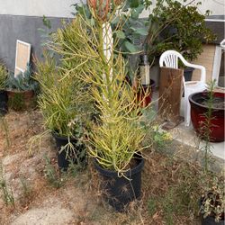 Tree Plant