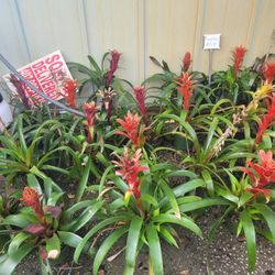 BROMELIADS 