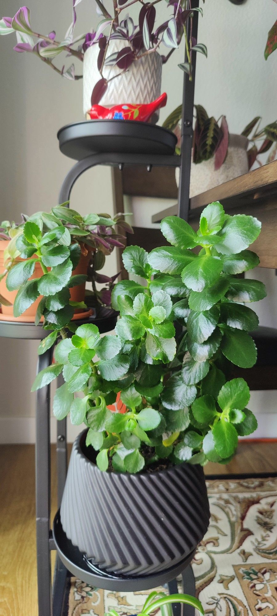 Beautiful House Plant 